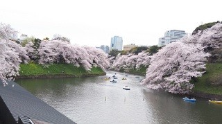九段下の千鳥ヶ淵桜写真
