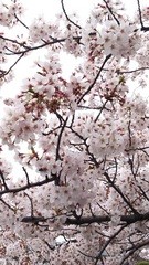 千鳥ヶ淵桜写真２