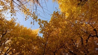 (株)松屋撮影：神宮外苑いちょう並木紅葉写真２
