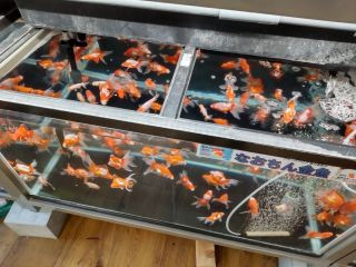 下落合　金魚屋　仁