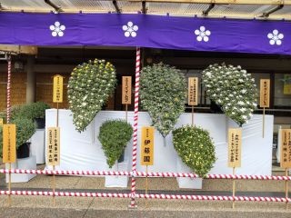 湯島天神菊まつり写真
