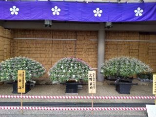 湯島天神菊まつり　写真
