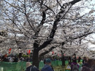 上野恩賜公園　お花見