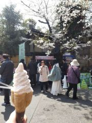 上野恩賜公園　お花見